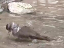 Bird 4  1080i/60 Stock Footage