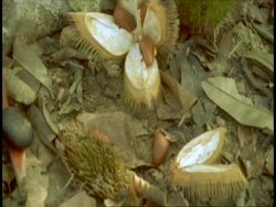 MS time lapse red bodied snail moving over open seeds and leaf litter, Western Ghats, India Stock Footage