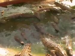 Crocodiles Stock Footage