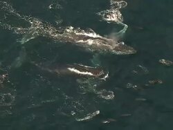 MS AERIAL ZI Shot of Southern Right Whales and Common Dolphin swimming off coast of Western Cape / Cape Town, Western Cape, South Africa Stock Footage