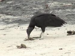 Black Vulture Stock Footage