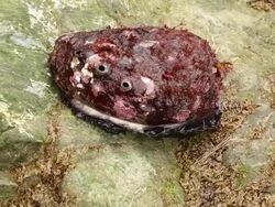 A abalone mullosk on a rock. Stock Footage