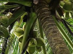 Coconut Stock Footage