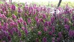 Slow motion, Splashing water sprinkler in garden flowers Stock Footage