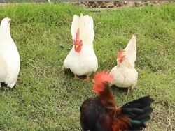 Bantam Stock Footage