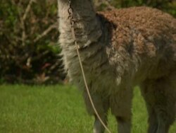 "Pan up from feet and grass to head of tan llama, Leimebamba, [Leymebamba], Peru" Stock Footage
