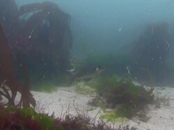 Pollack Stock Footage