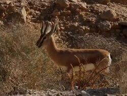  Dorcas Gazelle (Gazella dorcas) adult male eating thornbush Stock Footage