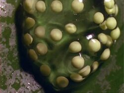 Tree frog eggs on leaf, early stage, Panama. Stock Footage