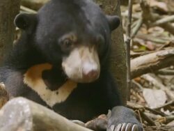 CU Sun bear sitting, biting foot and walking away / Sandakan, Sabah, Malaysia Stock Footage