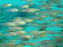 MS Shot of Slender sweeper school swimming between rocks covering with swaying seaweed / Matola, Maputo, Mozambique Stock Footage