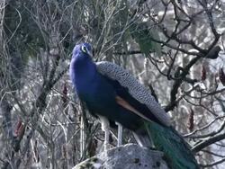 ostrich Stock Footage