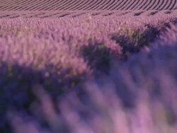 CU R/F Shot of deep purple lavender rows surrounded by bees / France Stock Footage
