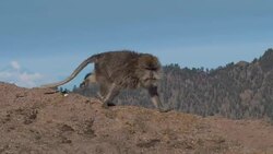 Wild Monkeys on Rinjani Volcano Crater Rim Stock Footage