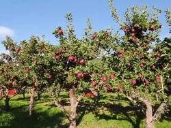 Red Delicious Apple Orchard Stock Footage