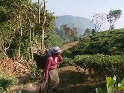  MS TS Tea picker walking trough tea gardens / Kurseong, West Bengal, India Stock Footage