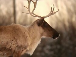 reindeer at dusk Stock Footage
