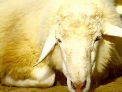 sheep head Stock Footage