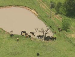 MS AERIAL TS Group of Cows at watering hole / Oklahoma, United States Stock Footage