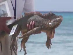 Iguana 2  1080/60i Stock Footage