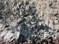 MS POV Shot of group of paracas birds standing on rocks of bay / Paracas, Nazca, Peru Stock Footage