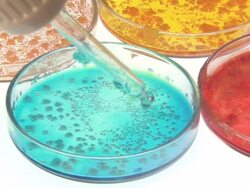 Petri dishes cultures Stock Footage