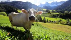 A cow munches on grass beneath the Dolomite Alps. Stock Footage