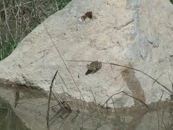 Green Frog Jump Stock Footage