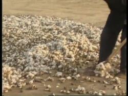 CHINA: NEW TERRITORY ATTRACTS SETTLERS News Clip