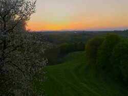 AERIAL Blooming tree with surrounding landscape Stock Footage