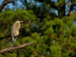 Gray heron Stock Footage