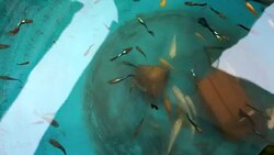 Guppy, Poecilia reticulata fish with dolly slide Stock Footage