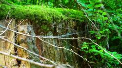 Tree stump in the forest Stock Footage