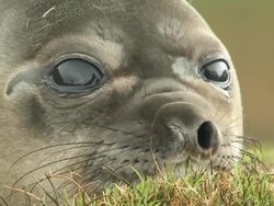 ECU, Southern elephant seal (Mirounga leonina) lying in grass, headshot, South Georgia Island, Falkland Islands, British overseas territory Stock Footage