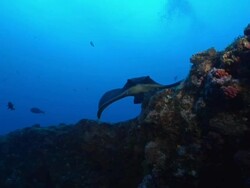 MS TS Shot of reef ledge where round ribbon tail ray hovers and observes surroundings / Matola, Maputo, Mozambique Stock Footage
