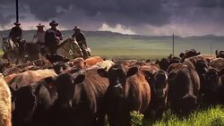 Cowboys herding cattle  horseback under storm clouds Stock Footage