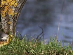 MS SLO MO Yellowhammer (emberiza citrinella) taking off from grass / Vieux Pont, Normandy, France  Stock Footage
