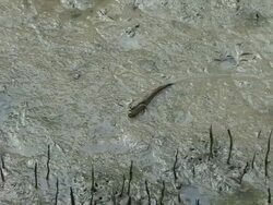 Wetland Mudskipper Stock Footage