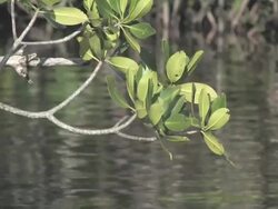 Mangrove branch Stock Footage