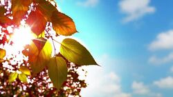 Sun and leaf Stock Footage