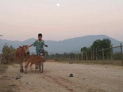 WS Kid on bicycle with group of cattle walking on road in evening /  Vang Vieng, Vientiane, Laos Stock Footage