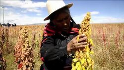 VOICED : Bolivia lanza Ruta de la Quinua News Clip
