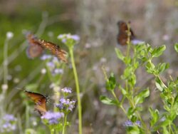 CU SLO MO Group of monarch butterflies flying on purple flowers / Santa Barbara, California, United States Stock Footage