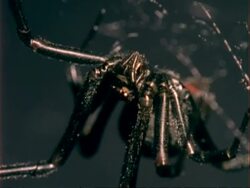 BCU Black Widow Spider on web, USA Stock Footage