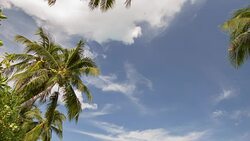 Some palms and the sky Stock Footage