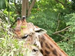 Giraffe head Stock Footage