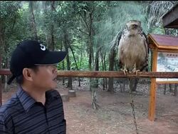 Rare birds become tourist attraction News Clip