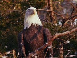 Close-up of American Bald Eagle sitting in a nest, turns head and looks around. Stock Footage