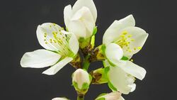 Almond flower blooming against black background in a time lapse Stock Footage