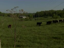 Slow pan right of cows grazing in pasture. Stock Footage